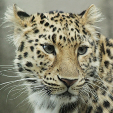 顔面偏差値,有名人,芸能人,イケメン,美人