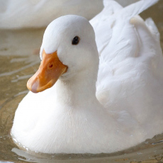 顔面偏差値,有名人,芸能人,イケメン,美人