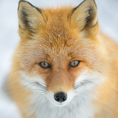 顔面偏差値,有名人,芸能人,イケメン,美人